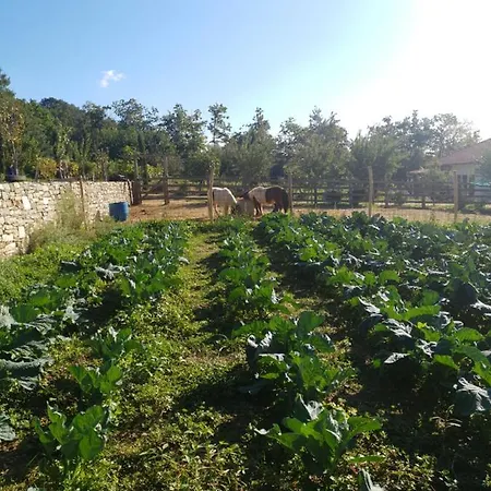 Gems Of Pinakates * Pinakátai