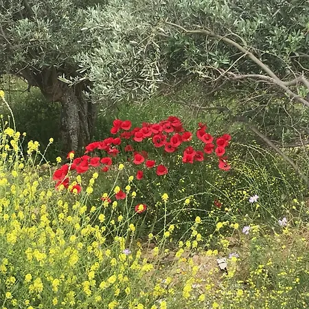 Gems Of Pinakates * Pinakatai